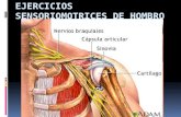 Ejercicios sensoriomotrices de hombro