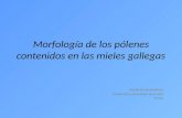 Morfología de los pólenes contenidos en las mieles gallegas