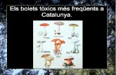 Bolets tòxics de Catalunya