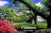 Pardo y Negro Catalogo Flowers
