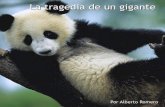 La tragedia de un gigante - Osos Panda