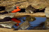 Reseña sobre el Uso de un Bebedero de Aves como Herramienta Pedagógica Ambiental y Científica