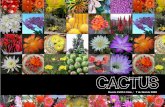 Revista cactus