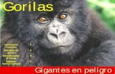 Gorilas, gigantes en peligro