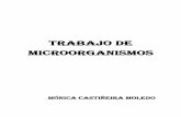 trabajo microorganismos