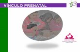 Vinculo prnatal y desarrollo cerebral