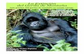 Reportaje Extinción Gorilas de la Montaña