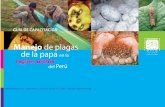 Manejo de plagas de la papa en la región andina del Peru