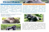 Reportajes sobre los Gorilas