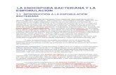 endospora bacteriana