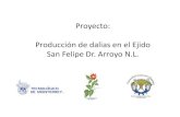 Producción de dalias en el Ejido San Felipe Dr. Arroyo N.L.
