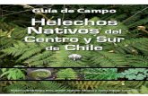 Helechos nativos del centro y sur de Chile