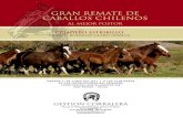 Gran remate de caballos chilenos