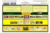 poster de la biodiversidad flora piedrabuena. pps
