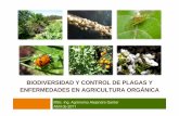 Biodiversidad, manejo de plagas y enfermedades y enfermedades en agricultura organica