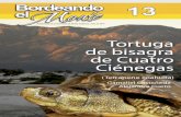 13.  Tortuga bisagra de Cuatro Ciénegas de Gamaliel Castañeda y Alejandra Cueto
