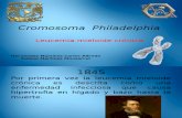 Cromosoma Philadelphia