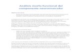 Análisis morfo funcional del componente neuromuscular