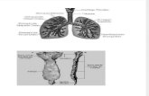 anexos Torax y pulmon huesos.doc