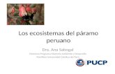 Los ecosistemas del páramo peruano OEA -Max obs