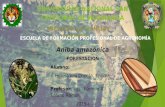 FORESTACIÓN-ANIBA AMAZÓNICA