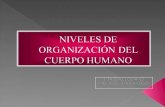 Niveles de Organización Del Cuerpo Humano1