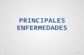 4-2 PRINCIPALES ENFERMEDADES.pptx