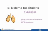 Sistema Respiratorio Funciones