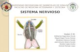 Sistema Nervioso Segunda Parte