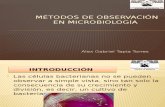 metodos de observacion en microbiologia