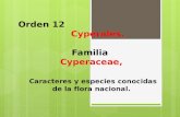 Orden 12° cyperales