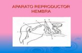 Aparato Reproductor Hembra