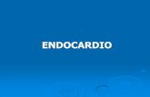 Patologías del endocardio en medicina veterinaria