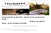 Mamíferos Mexicanos en Peligro de Extincion