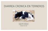 Diarrea Cronica en Terneros Arreglo Para Exponer 1