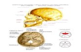 Atlas Anatomía Cabeza, Torax y Columna Verdad