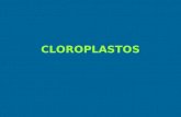 Clase 2 Cloroplastos y Fotosíntesis
