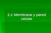 2.1.1. Membrana y pared celular.ppt