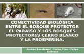 CONECTIVIDAD BIOLÓGICA ENTRE EL BOSQUE PROTECTOR EL PARAÍSO Y LOS BOSQUES PROTECTORES CERRO BLANCO Y LA PROSPERINA. Andrea Benalcázar - Carlos Cruz - Felipe.