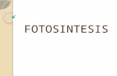 FOTOSINTESIS. ¿Qué es la fotosíntesis? Proceso por el cual los organismos vivos fabrican compuestos carbonados para la estructura celular y reacciones.