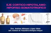 EJE CORTICO-HIPOTALAMO- HIPOFISO-SOMATOTROFICO Dra. Andrea Márquez López Mato ipbi: Instituto de Psiquiatría Biológica Integral.