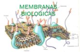 Objetivo:  Describir composición y arquitectura las membranas biológicas de Resultado de aprendizaje: Explicar la dinámica de las membranas biologicasy.