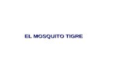 EL MOSQUITO TIGRE El Aedes albopictus, que así se llama (no es coña) el conocido comúnmente como mosquito tigre, por sus franjas blancas en el tórax,
