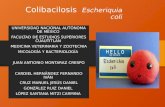 Colibacilosis Escheriquia coli UNIVERSIDAD NACIONAL AUTÓNOMA DE MÉXICO FACULTAD DE ESTUDIOS SUPERIORES CUAUTITLÁN MEDICINA VETERINARIA Y ZOOTECNIA MICOLOGÍA.