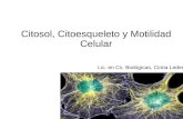 Citosol, Citoesqueleto y Motilidad Celular Lic. en Cs. Biológicas, Cintia Leder.