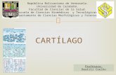 CARTÍLAGO República Bolivariana de Venezuela. Universidad de Carabobo. Facultad de Ciencias de la Salud. Escuela de Ciencias Biomédicas y Tecnológicas.