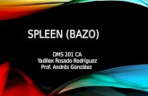 SPLEEN (BAZO) DMS 201 CA Yadilex Rosado Rodríguez Prof. Andrés González.