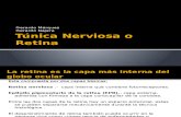 Túnica Nerviosa o Retina 11