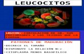 Clase de Leucocitos Postgrado