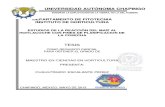 ESTUDIOS DE LA REACCION DEL MAIZ AL HUITLACOCHE CON FINES DE PLANIFICACION DE LA COSECHA